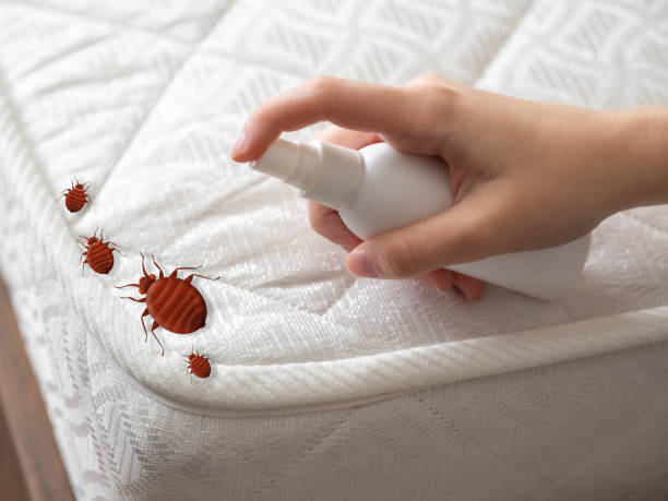 Best Insect Control  in Navajo, NM